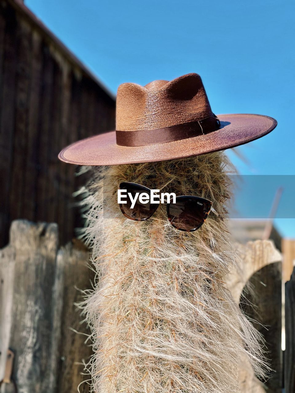  view of cactus wearing hat and sunglasses 