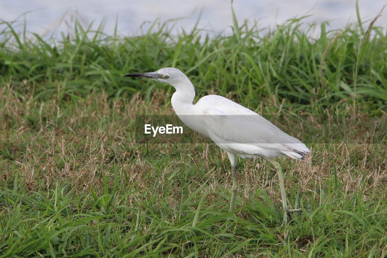 DUCK ON GRASS