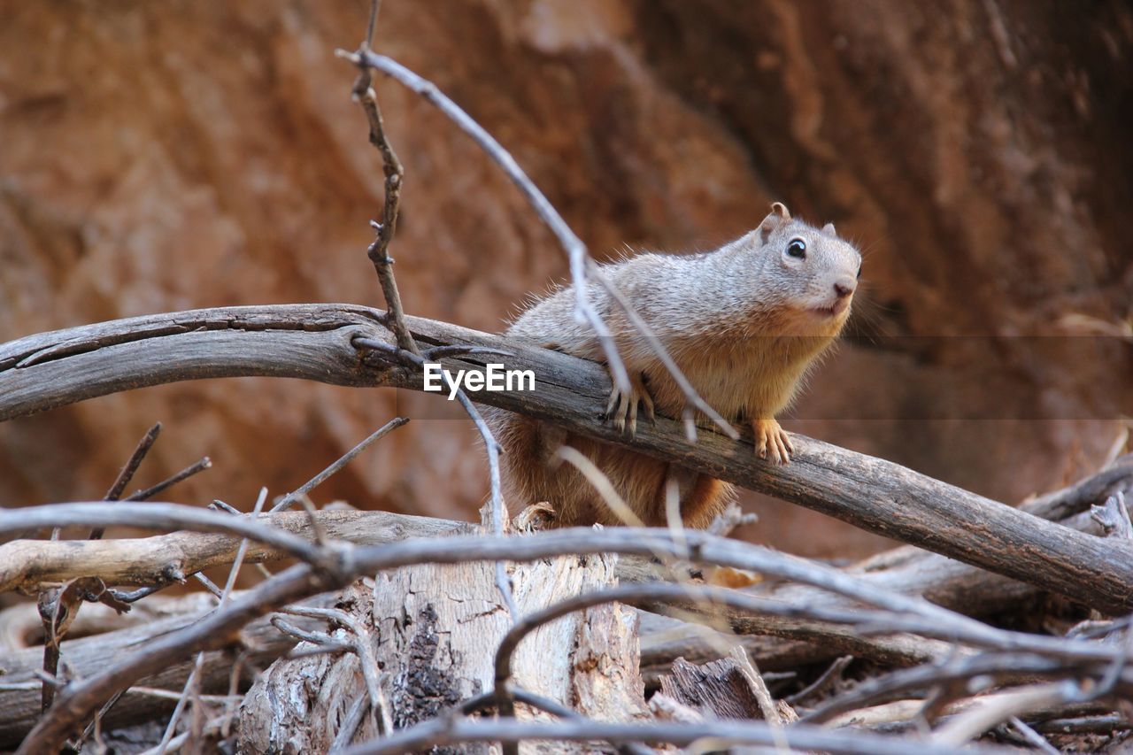 Close up of squirrel on tree trunk