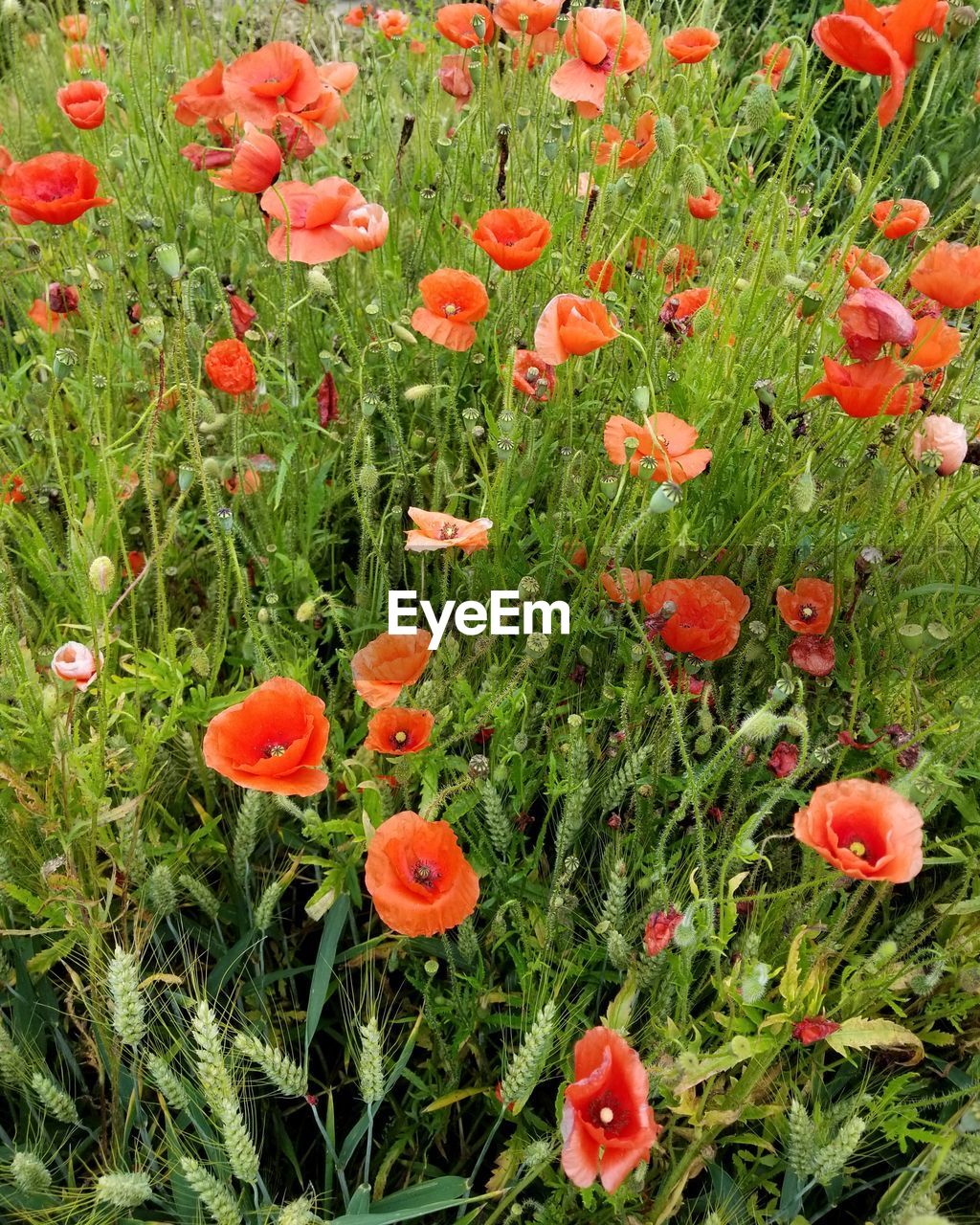 CLOSE-UP OF RED POPPIES ON FIELD