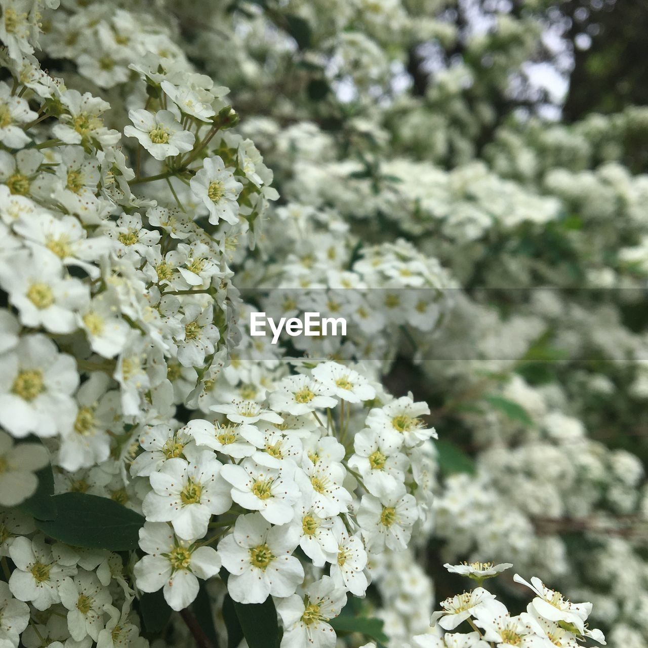 CLOSE-UP OF WHITE BLOSSOM