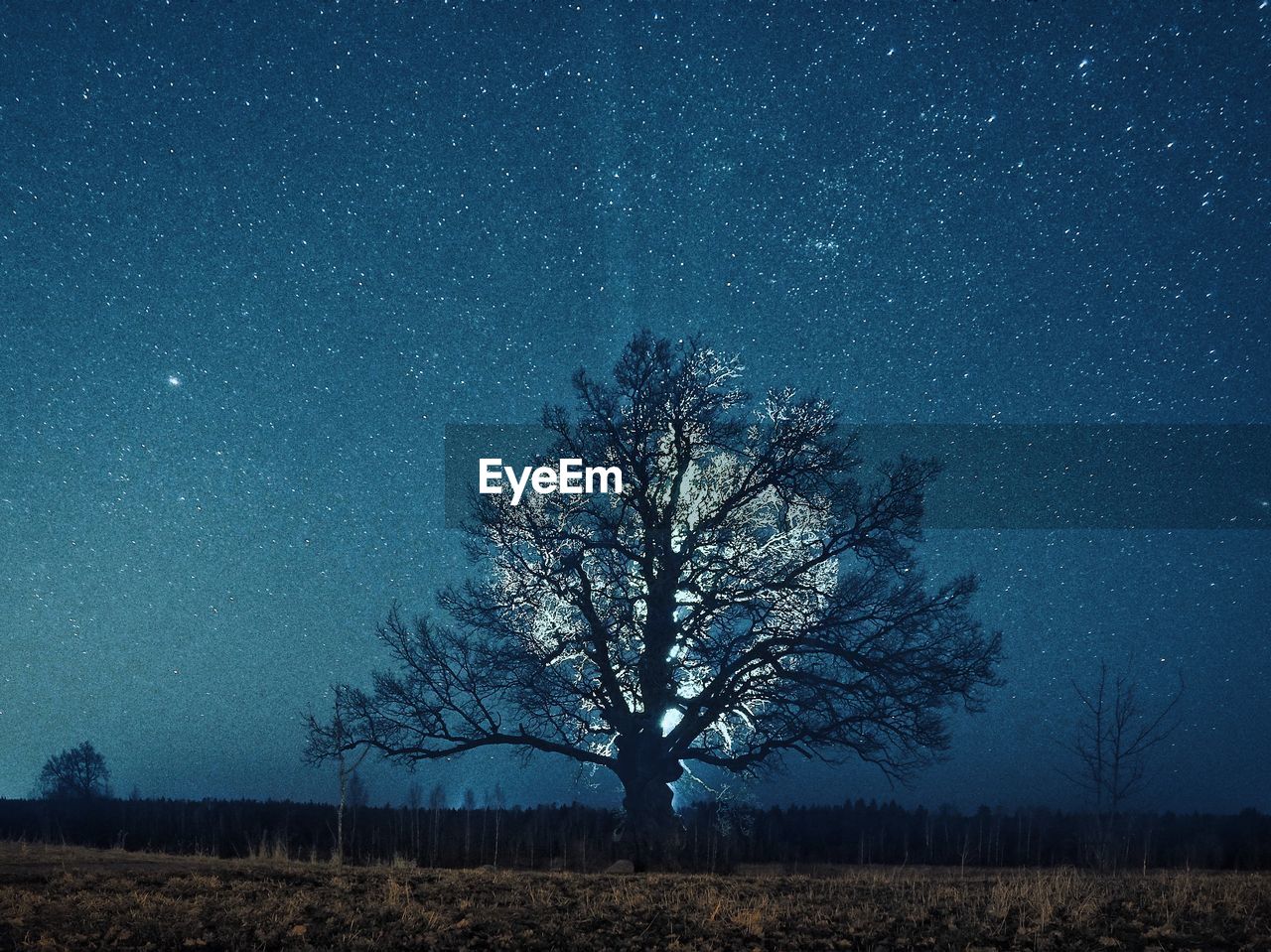 Bare tree on field against sky at night