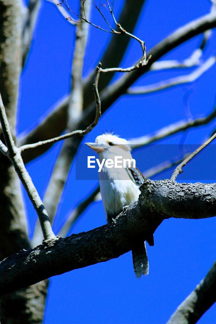 LOW ANGLE VIEW OF BIRD PERCHING ON TREE