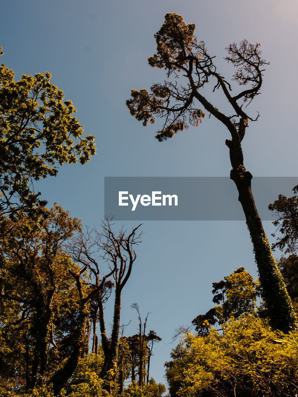 Low angle view of trees against sky