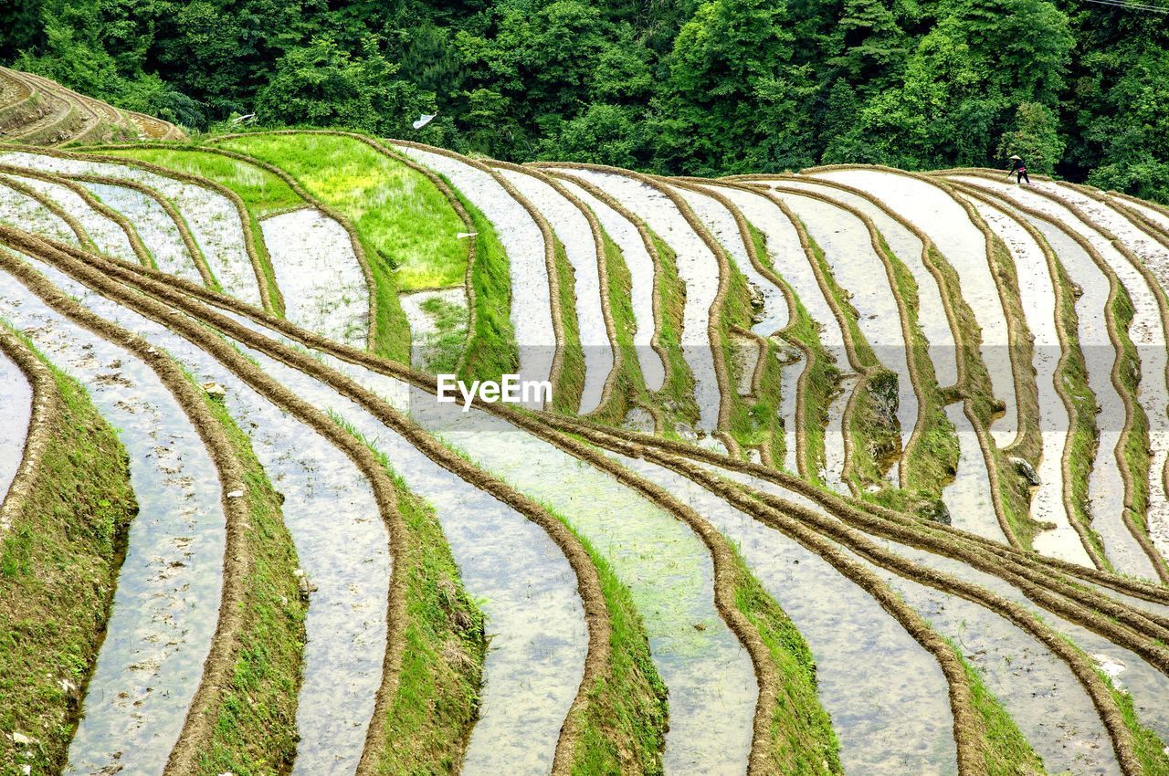 High angle view of terraced field