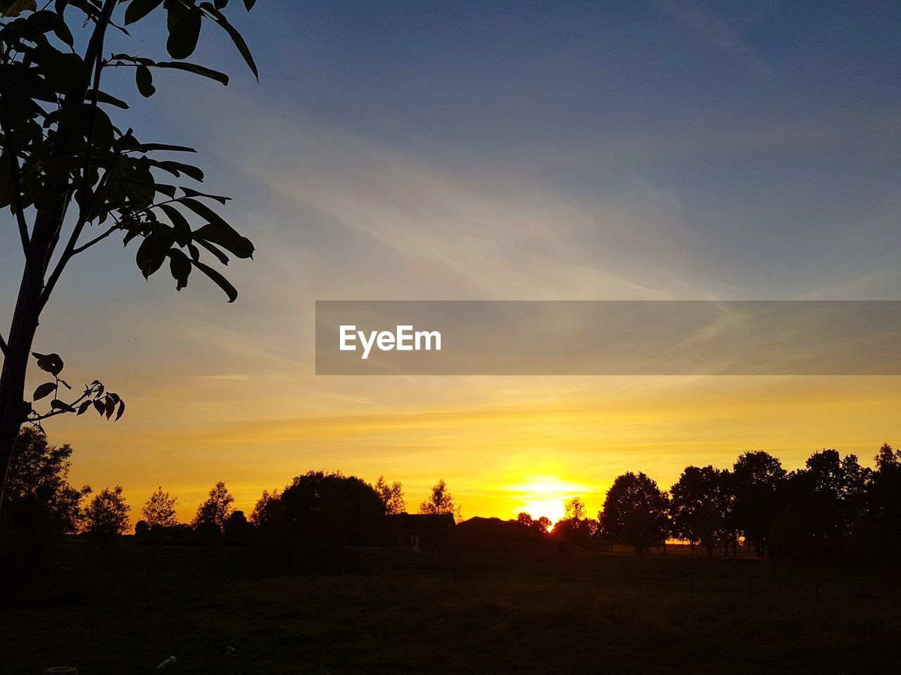 SILHOUETTE TREES ON LANDSCAPE AGAINST ORANGE SKY