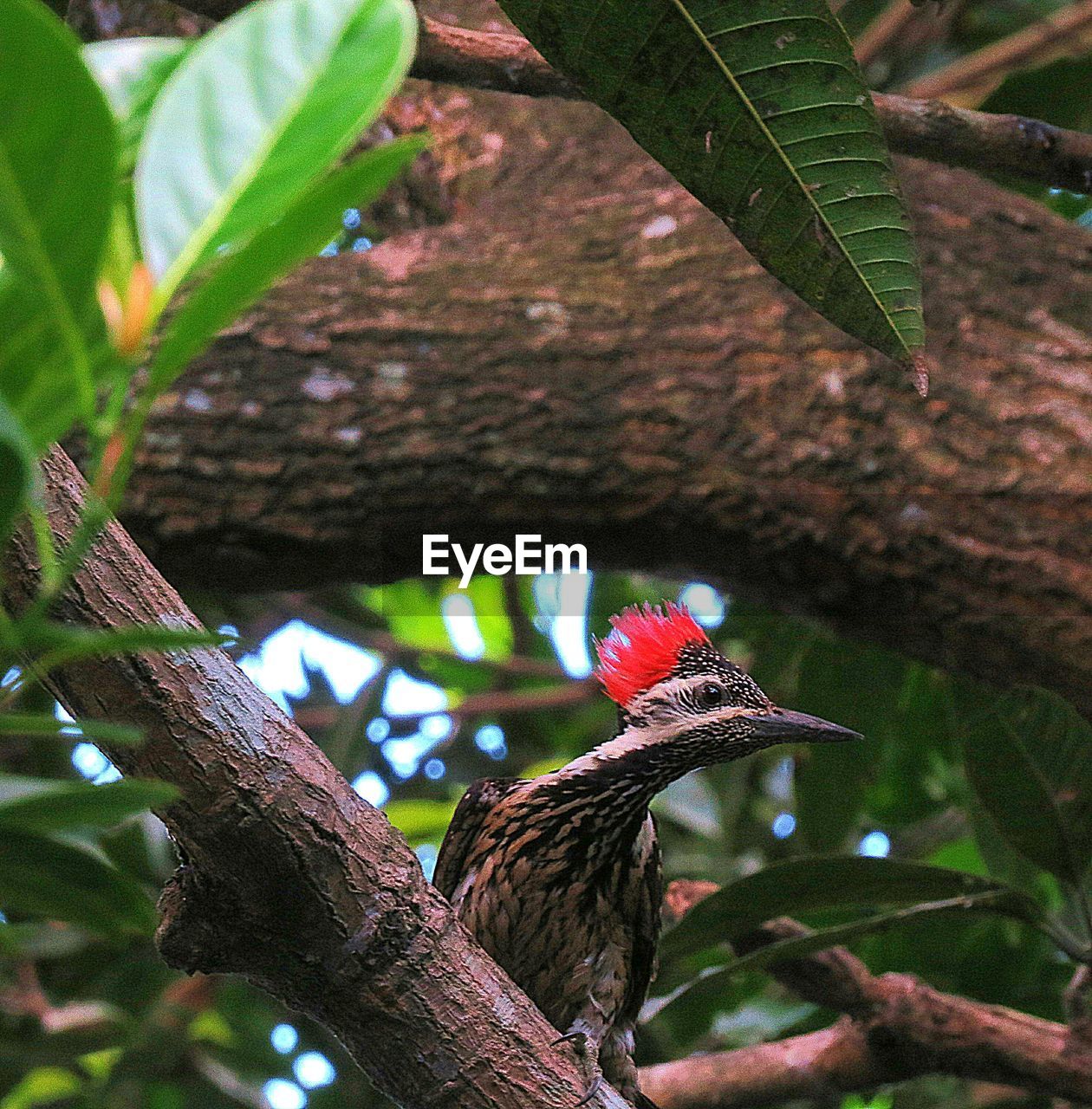 LOW ANGLE VIEW OF BIRDS PERCHING ON TREE TRUNK