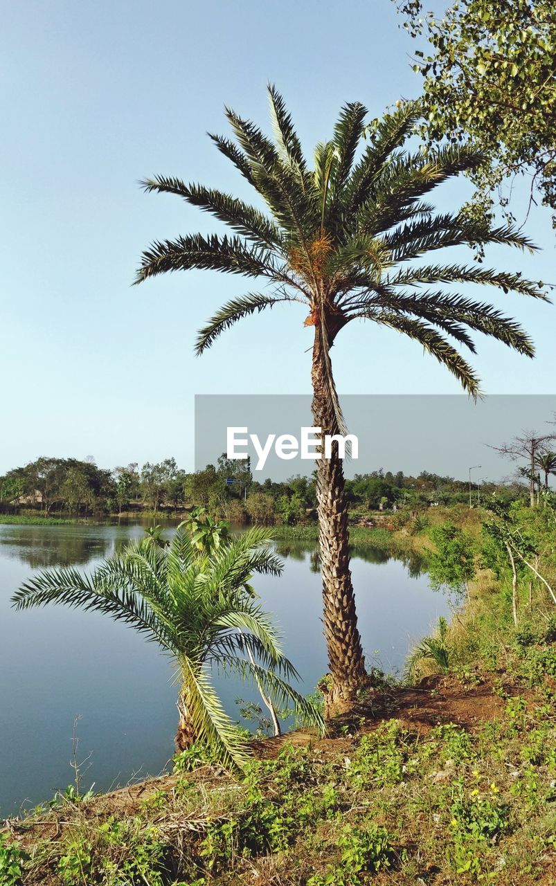 PALM TREES BY LAKE AGAINST SKY