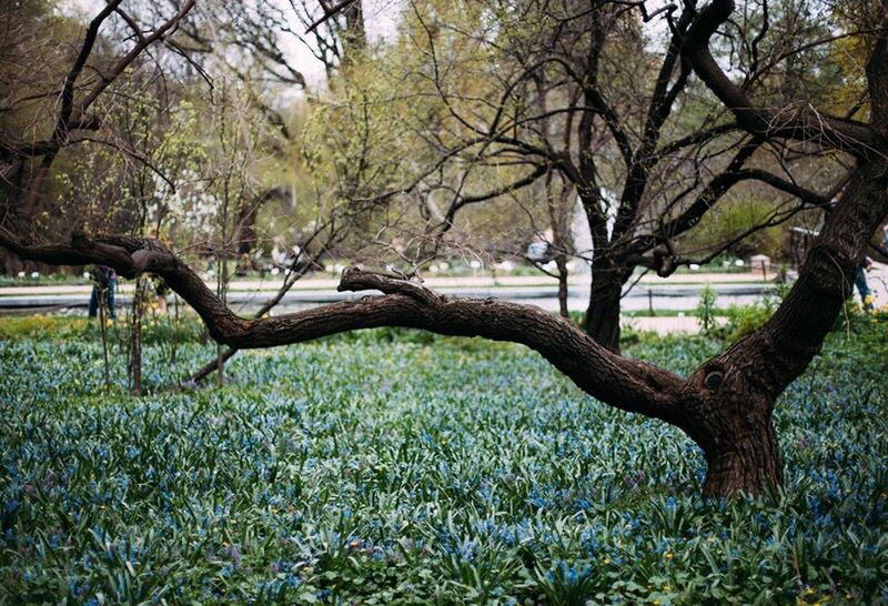 TREES ON FIELD