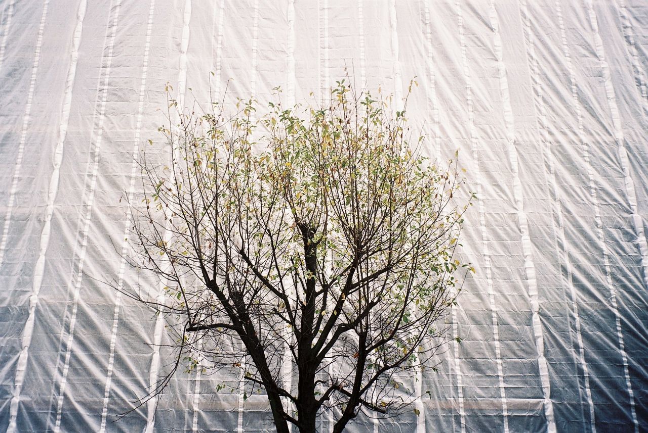 CLOSE-UP OF TREE AGAINST SKY