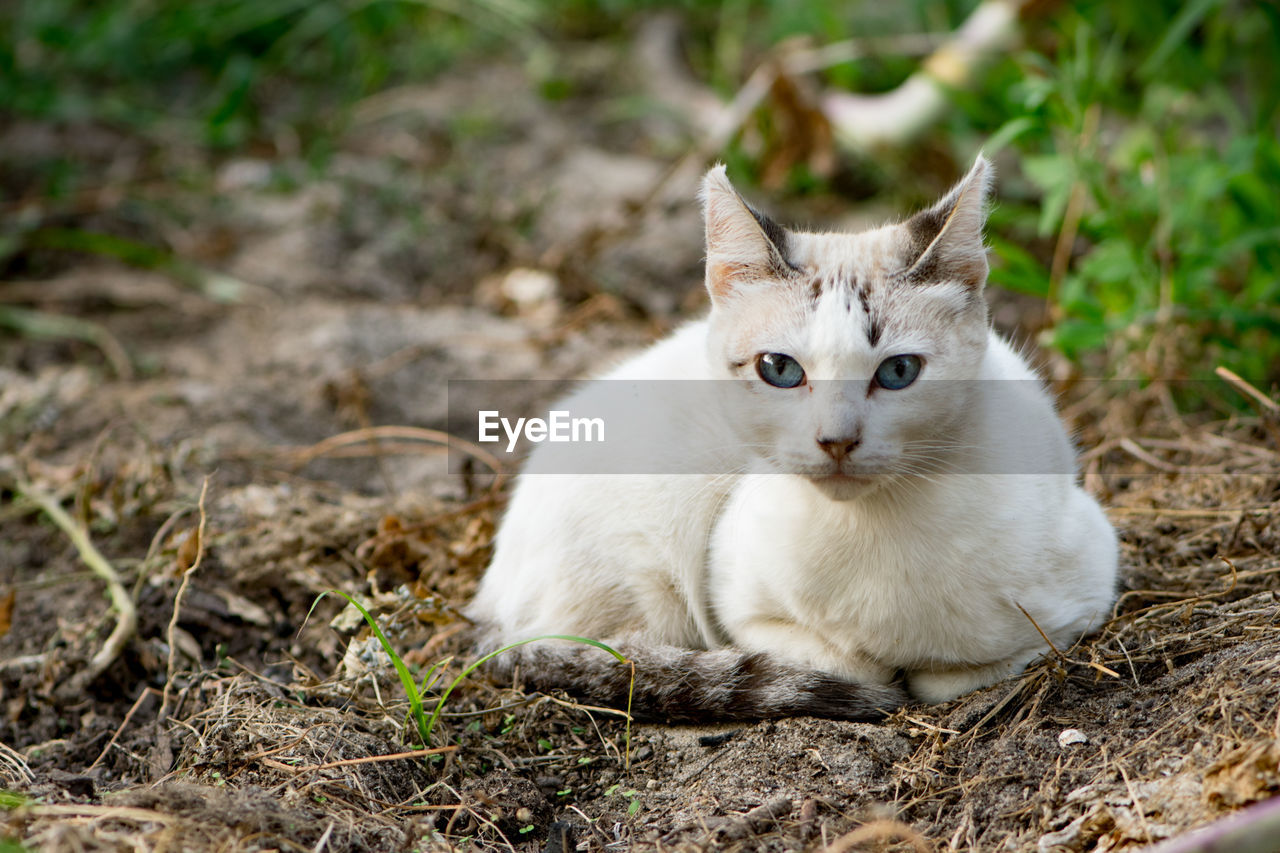 Close-up portrait of cat sitting outdoors