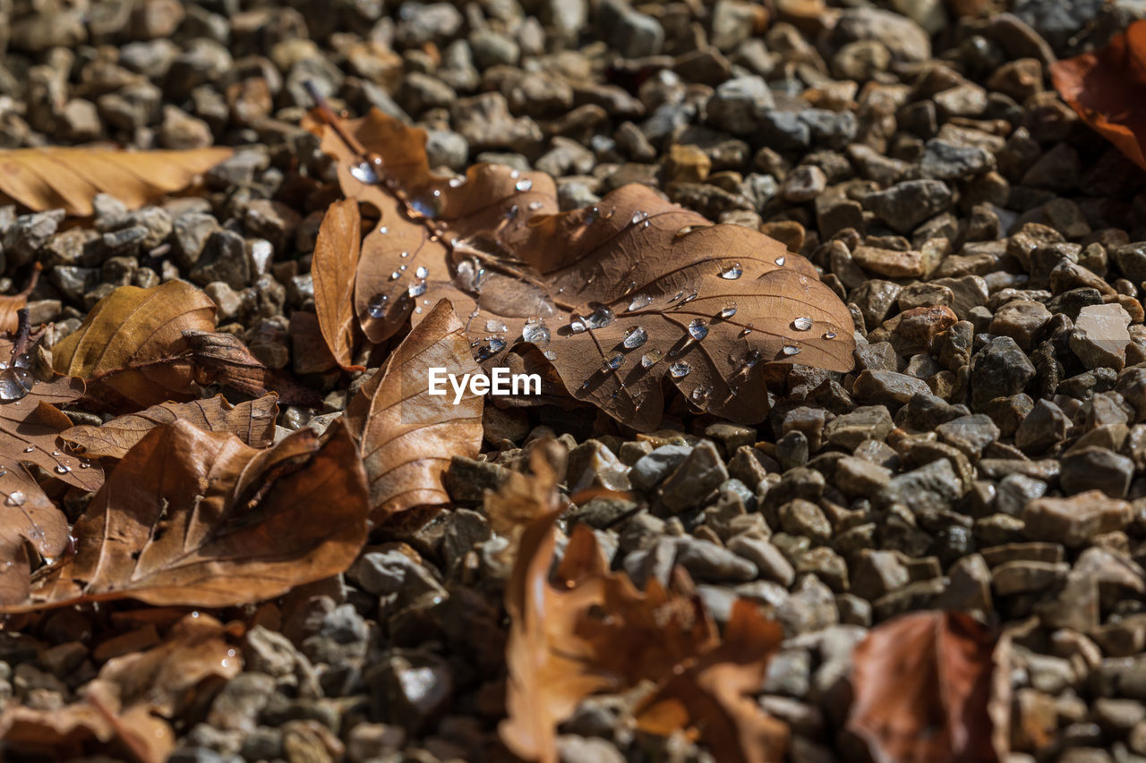 leaf, wood, soil, nature, plant part, tree, land, dry, no people, autumn, brown, close-up, day, leaves, field, outdoors, high angle view, abundance, selective focus, falling, sunlight, fragility, macro photography