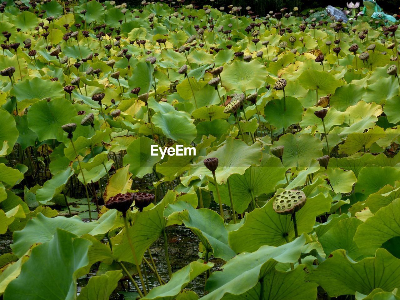 Full frame shot of leaves and dry lotus water lilies