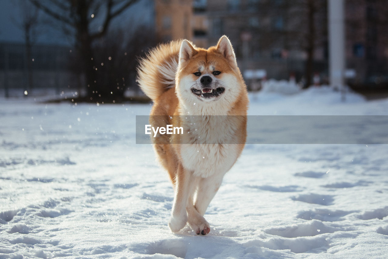 Portrait of dog on snow covered land