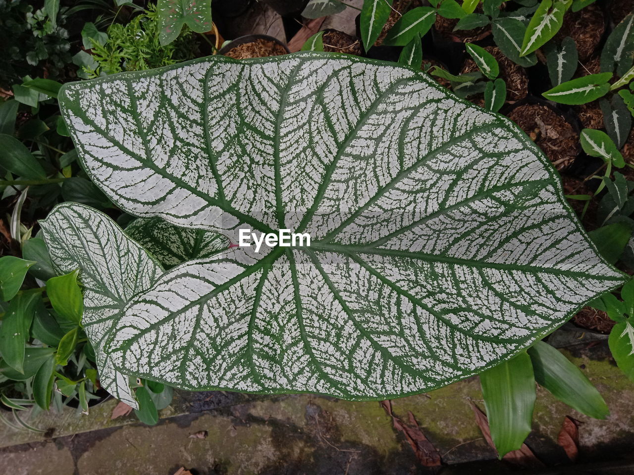 CLOSE-UP OF PLANT GROWING ON FIELD