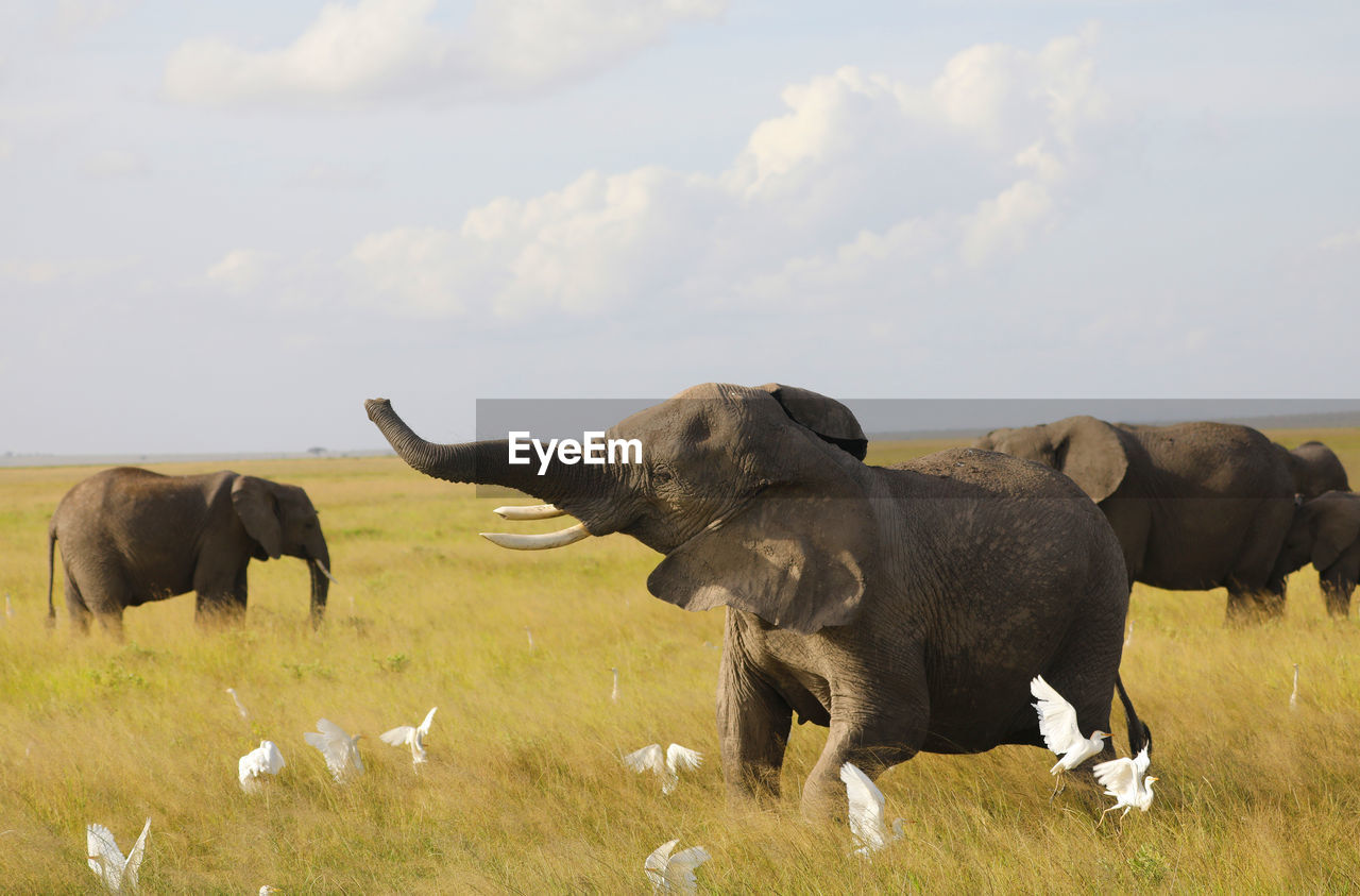 Elephants in a field, amboseli, kenya, africa