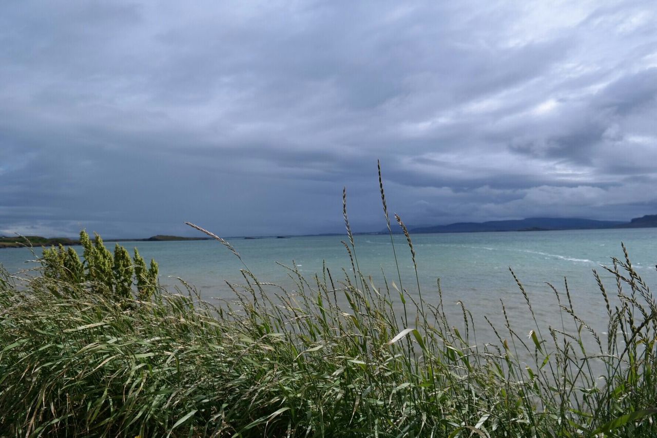 Grass growing by sea against cloudy sky