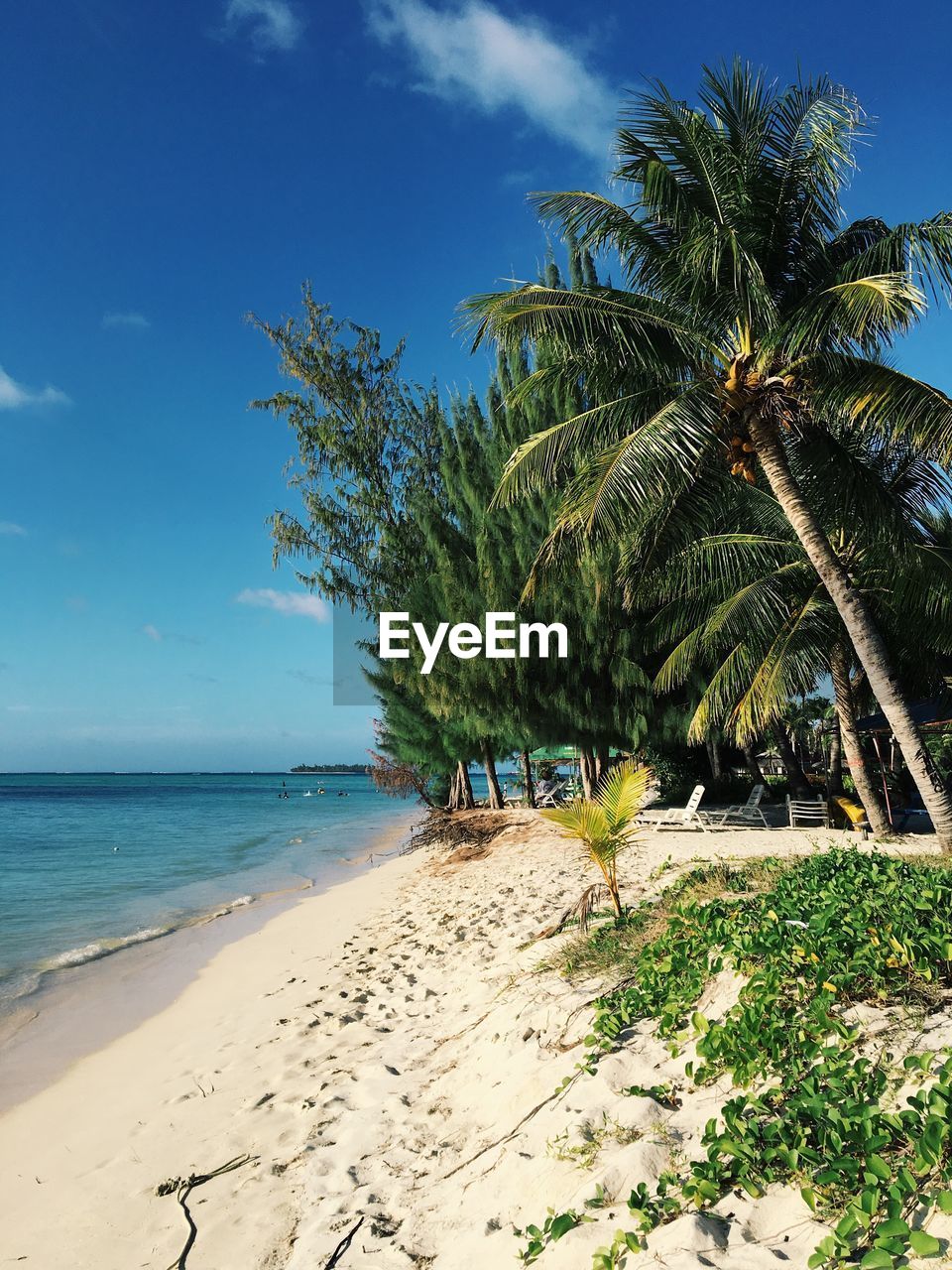 Palm trees on beach against sky