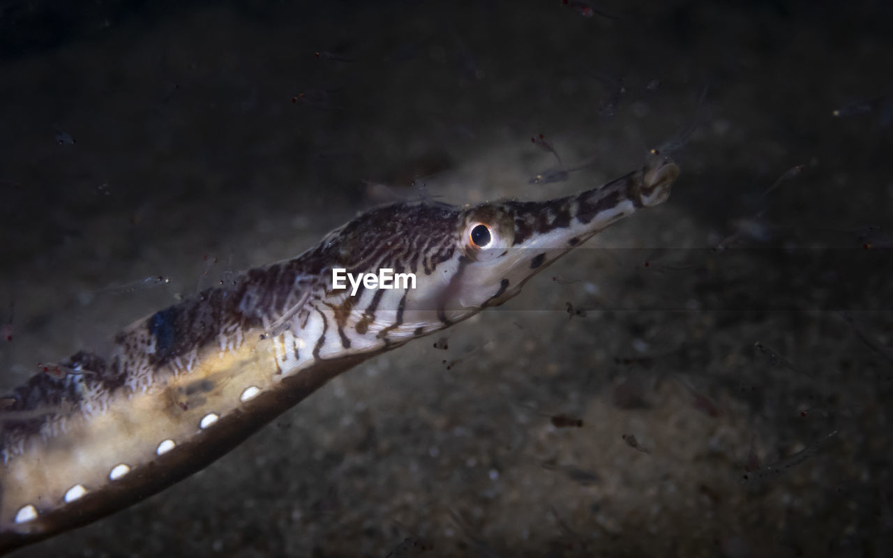 Close-up fish in sea