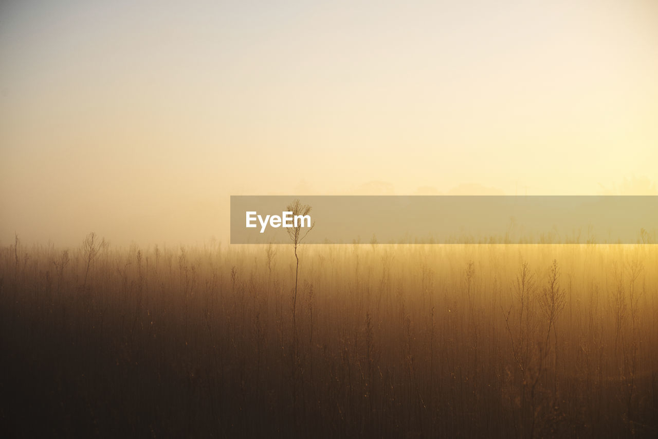 Scenic view of field against sky during foggy weather