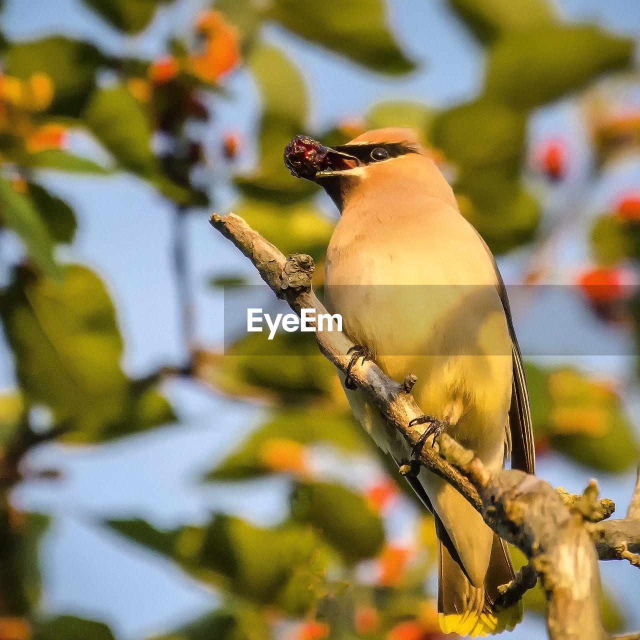 CLOSE-UP OF A BIRD PERCHING ON BRANCH