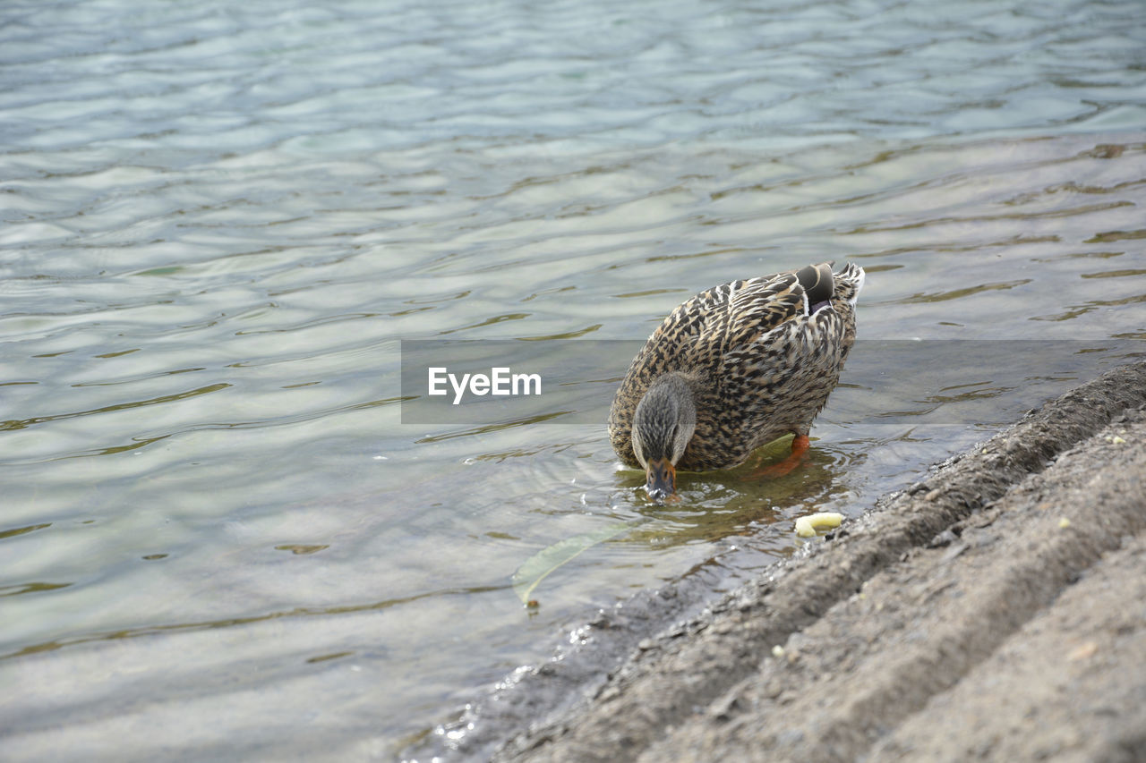 HIGH ANGLE VIEW OF A DUCK IN LAKE