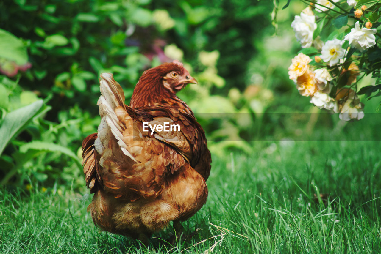 View of a chicken bird in green garden