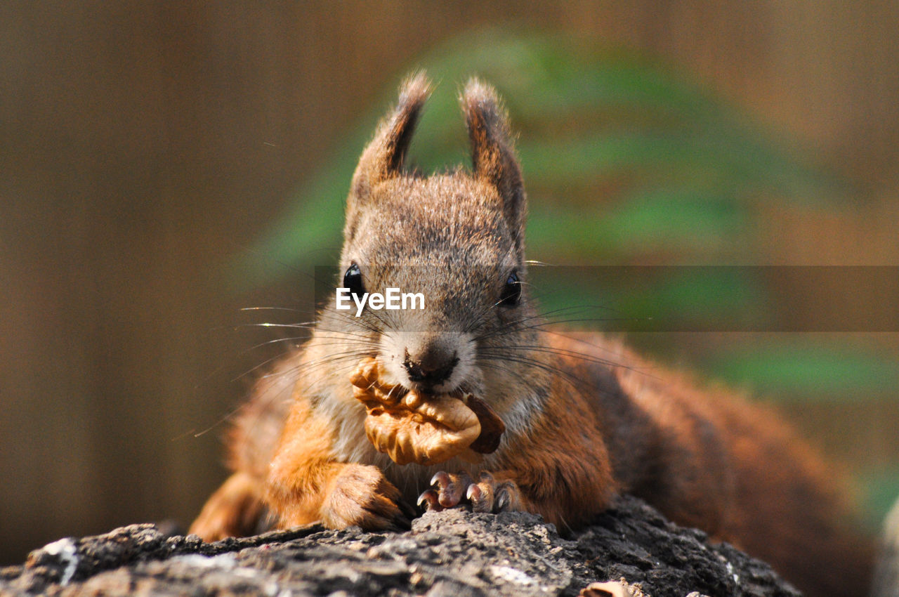 SQUIRREL EATING ROCK