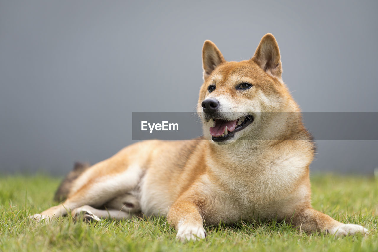 The shiba inu is sitting on a green lawn with a gray wall.