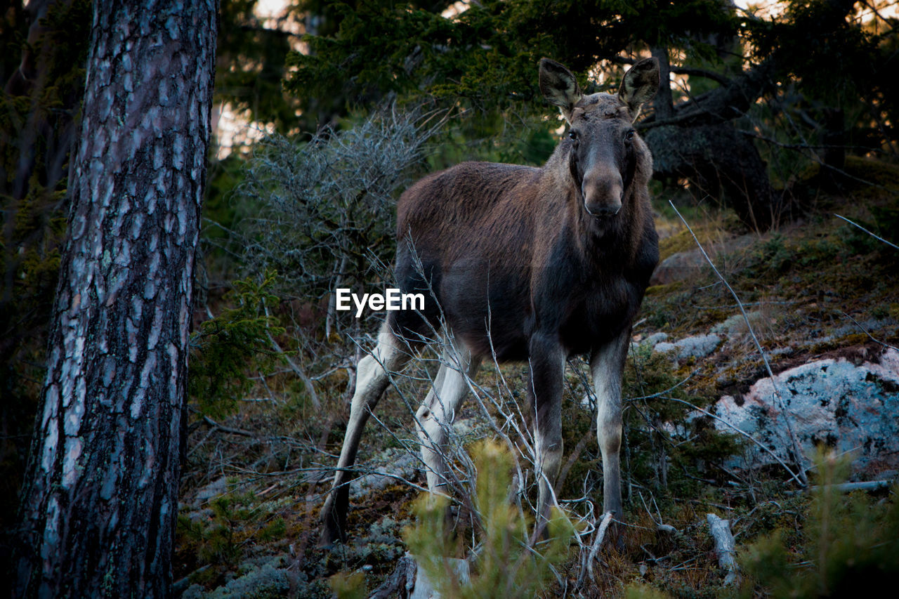 Portrait of deer standing in forest