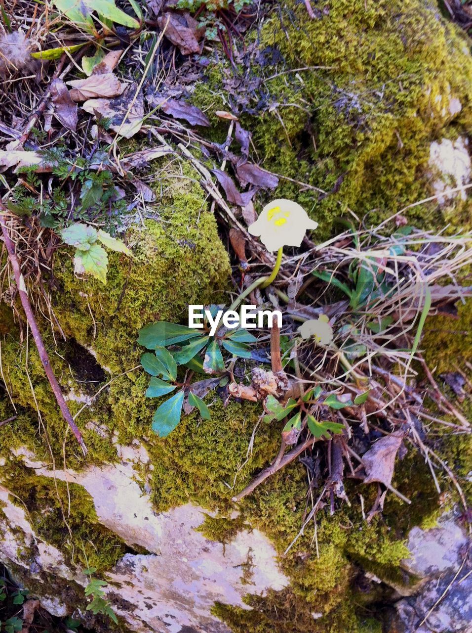 CLOSE-UP OF LICHEN GROWING ON TREE