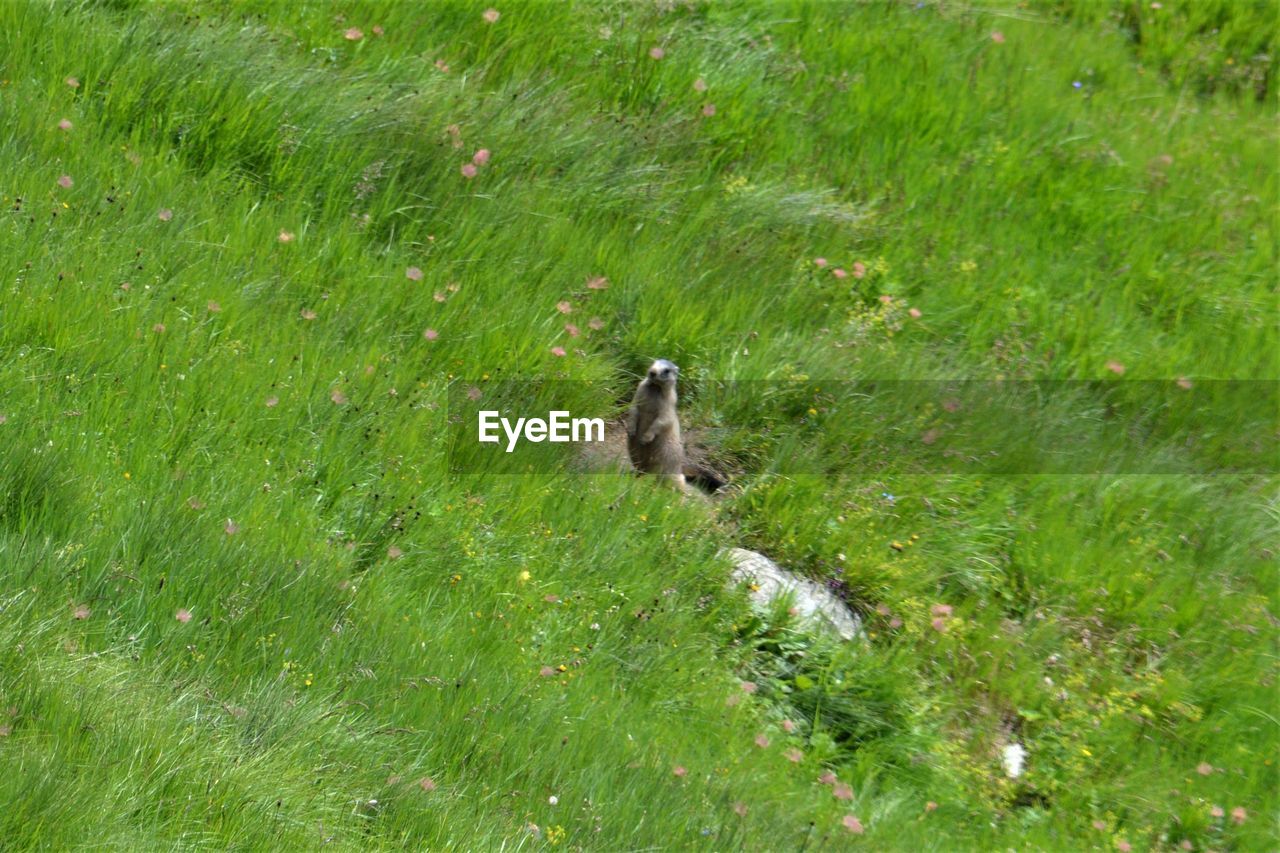 HIGH ANGLE VIEW OF A BIRD ON GRASS