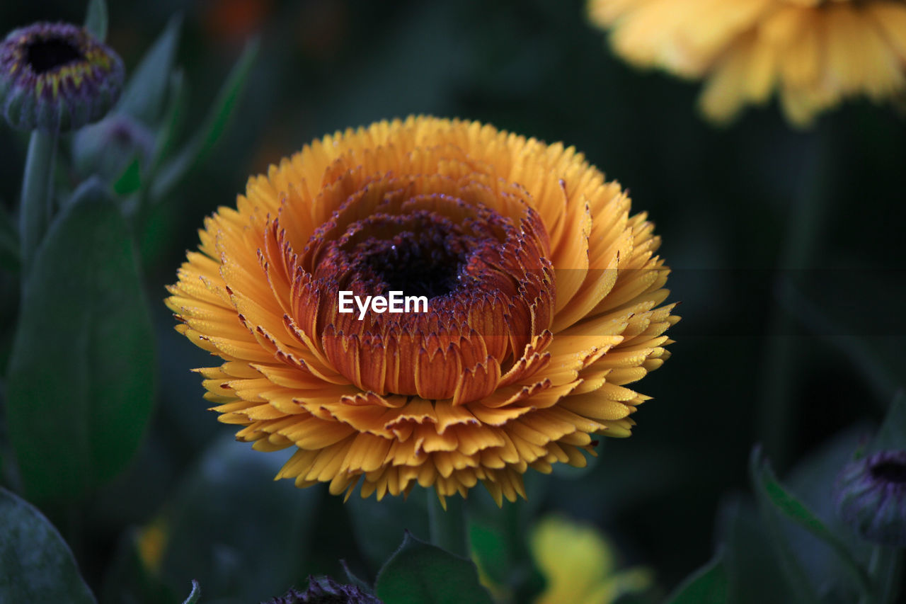 CLOSE-UP OF YELLOW ROSE FLOWER