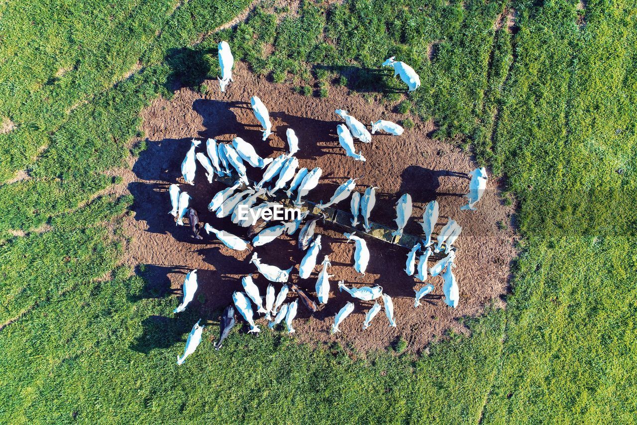 HIGH ANGLE VIEW OF PAINTING ON FIELD BY LAND