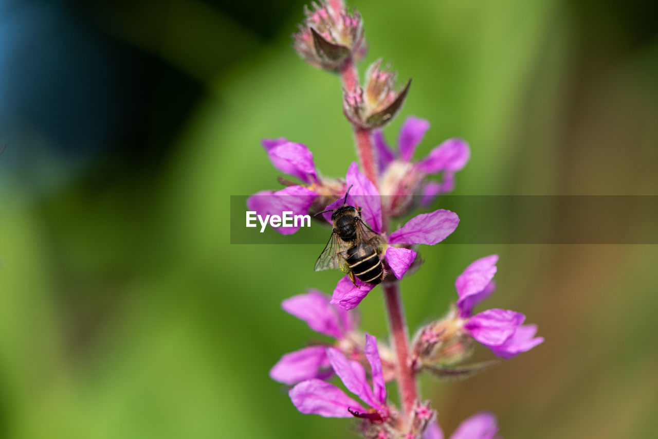 CLOSE-UP OF BEE POLLINATING ON PURPLE FLOWERING