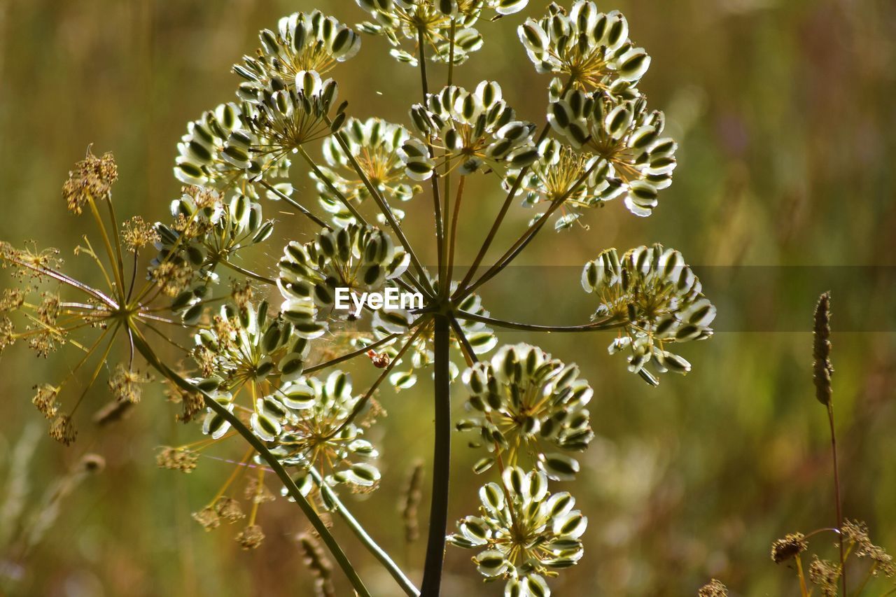 CLOSE-UP OF FLOWER