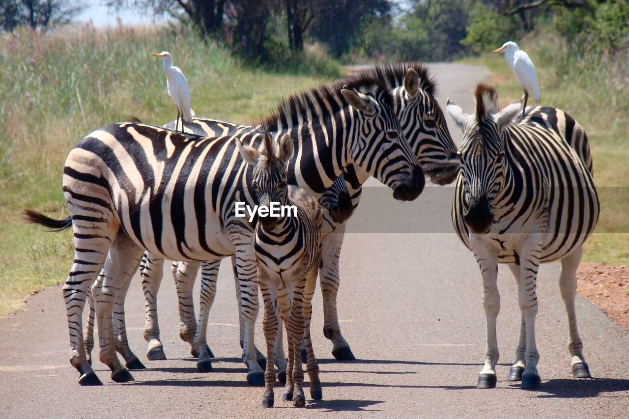 Zebras standing on road