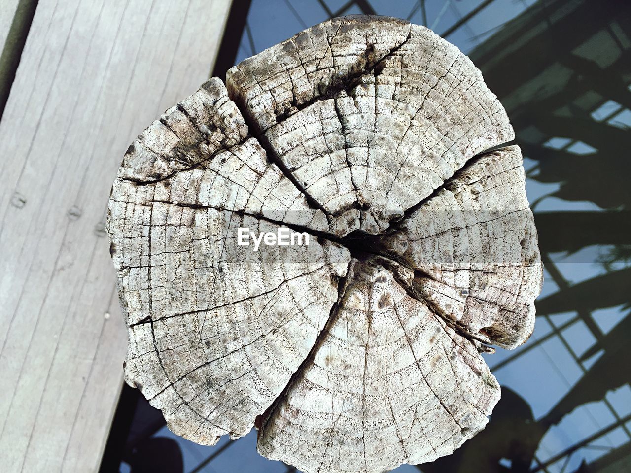 CLOSE-UP OF TREE STUMP AGAINST SKY