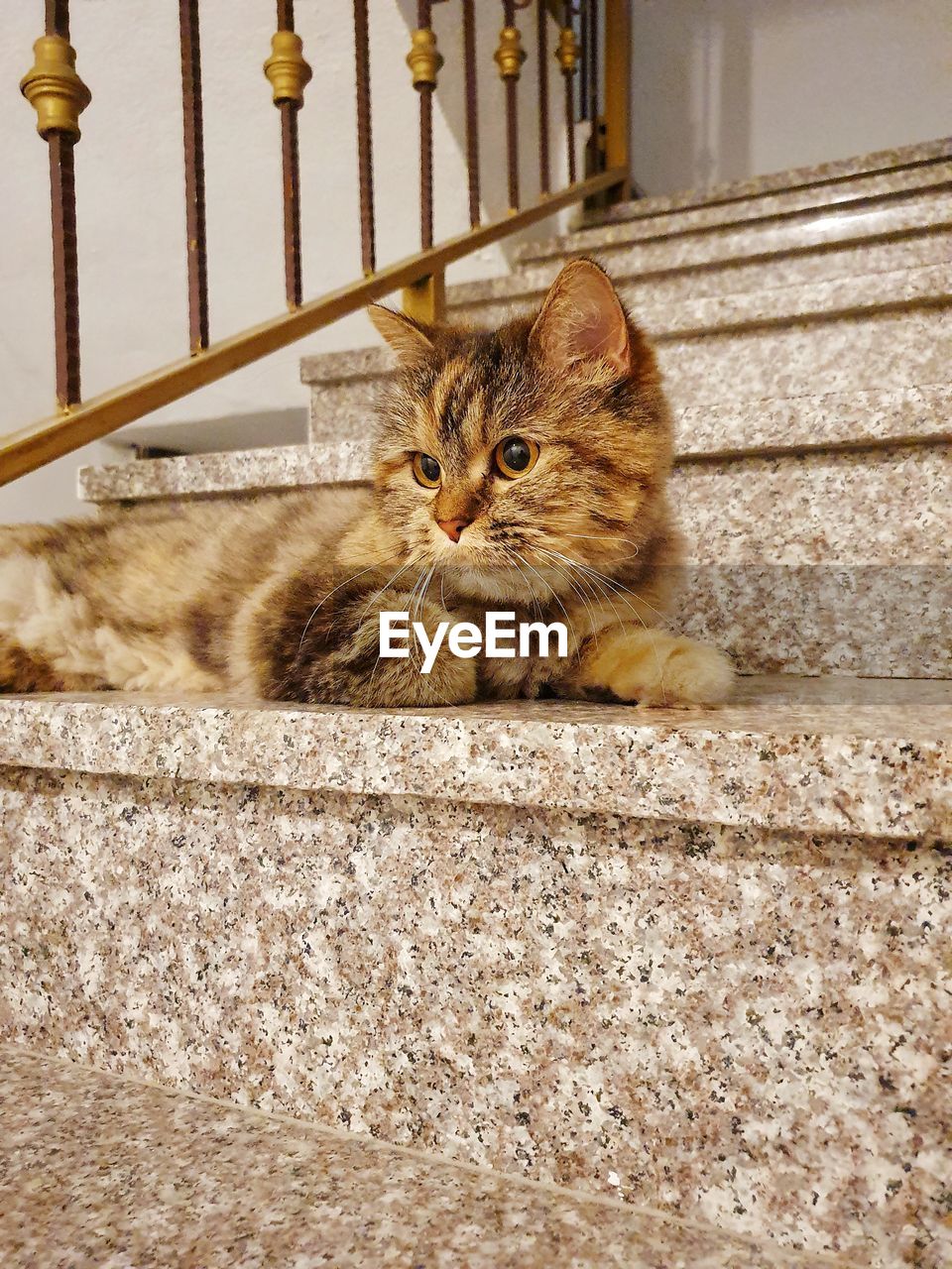 Portrait of cat sitting on staircase