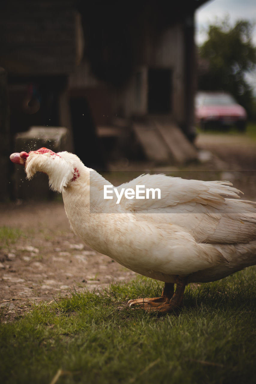 View of a bird on field