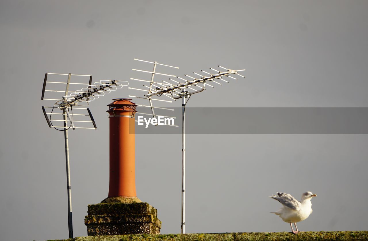 bird, animal themes, lighting, animal, tower, nature, no people, architecture, sky, built structure, animal wildlife, technology, windmill, wind, outdoors, wildlife, street light, environment, power generation, day, group of animals, copy space