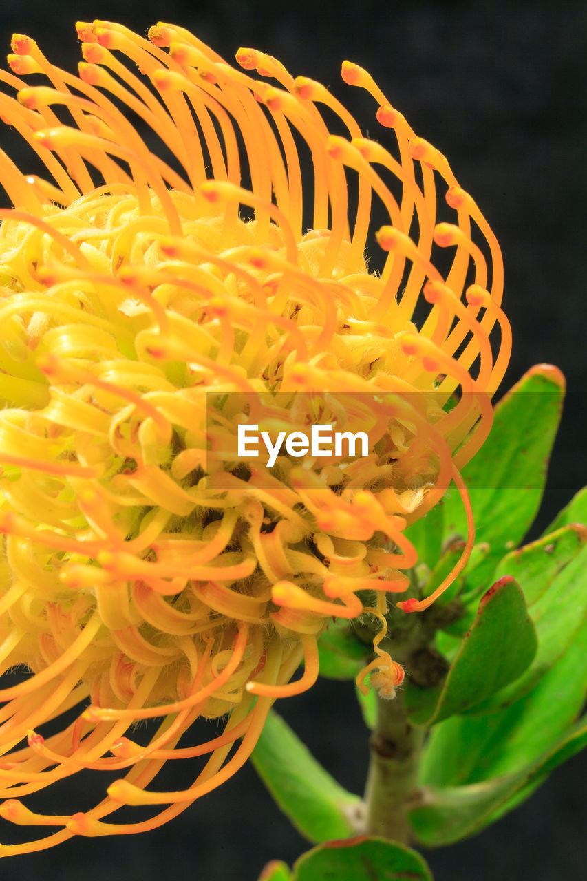 CLOSE-UP OF FLOWERS ON WALL