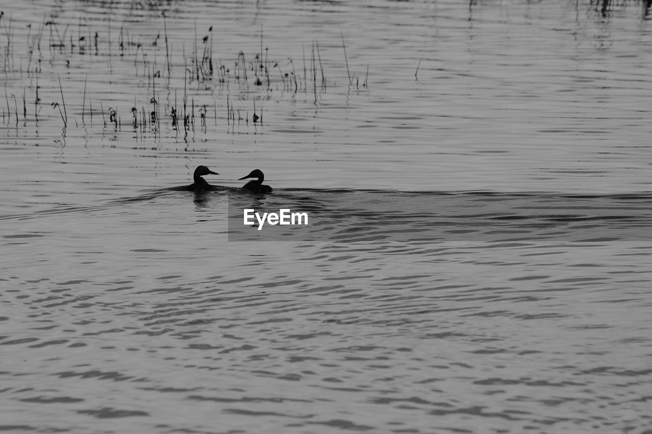 Silhouette birds swimming on lake