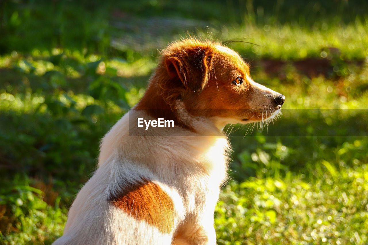 CLOSE-UP OF A DOG LOOKING AWAY ON FIELD