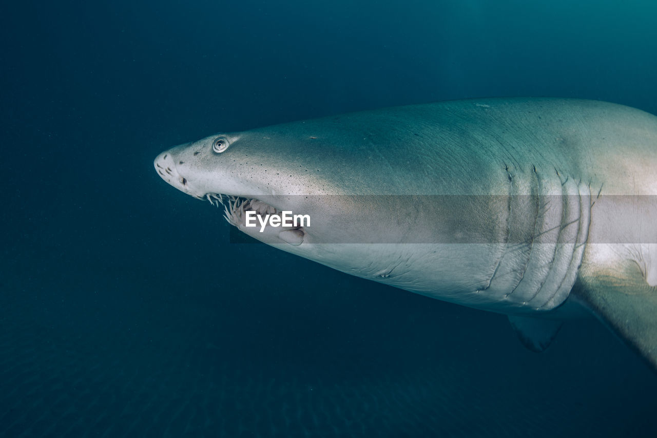 Shark swimming in sea