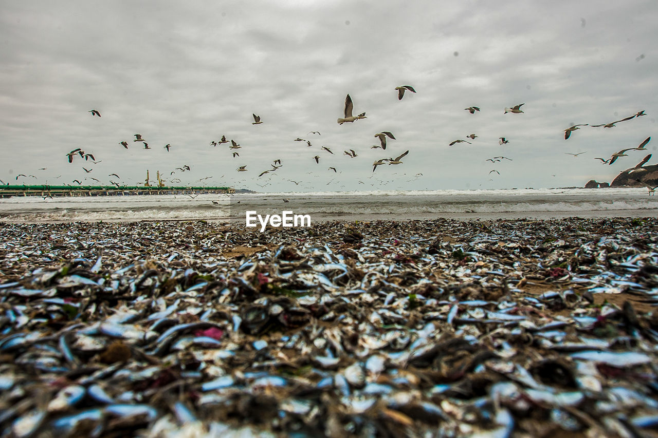 Surface level view of dead sardines on shore against birds flying over sea