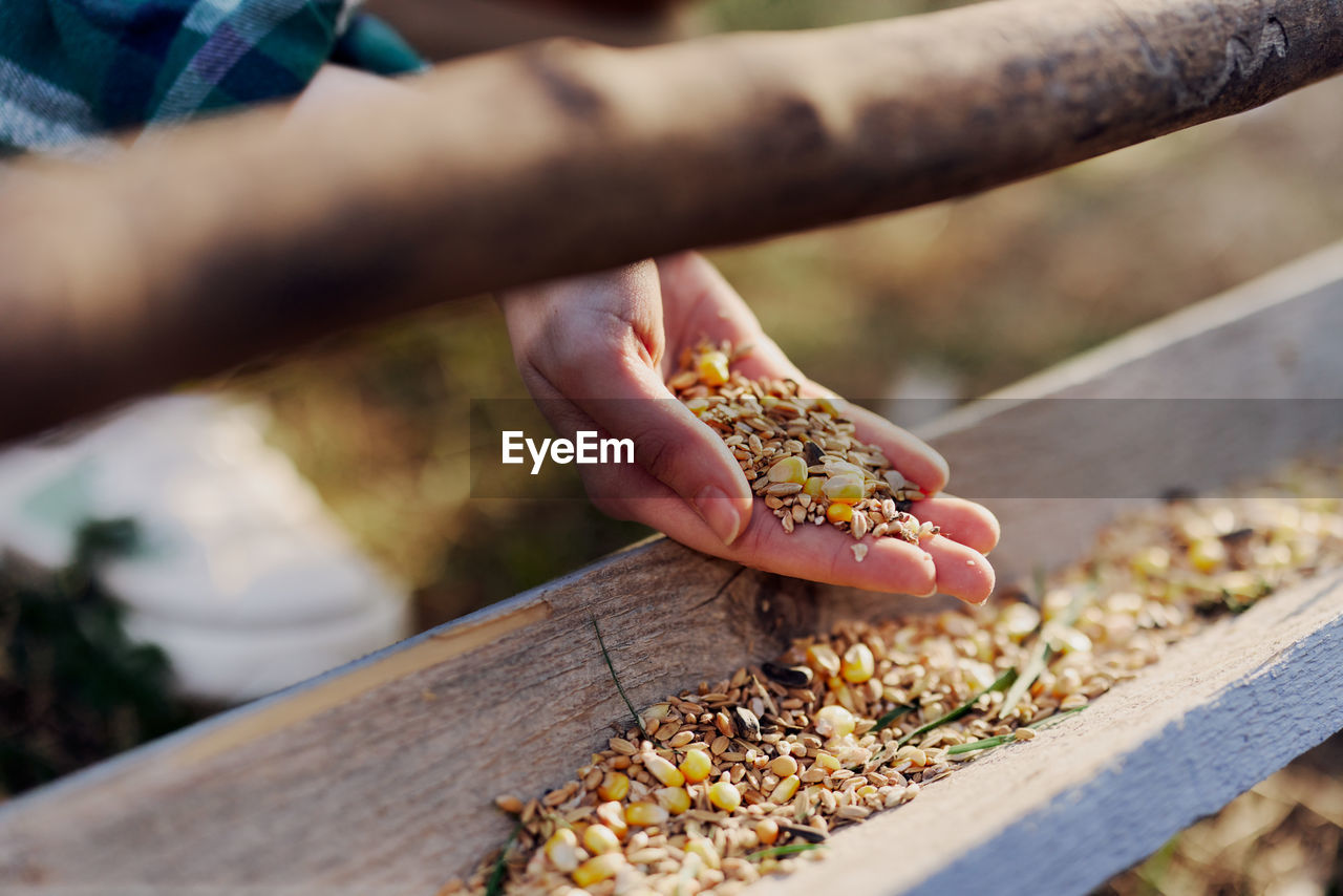 Cropped hand of woman holding plant