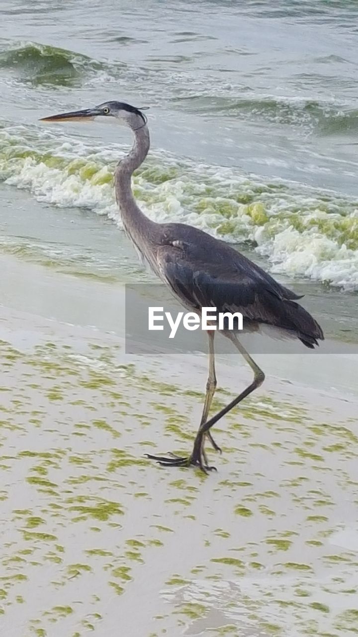 GRAY HERON ON SEA