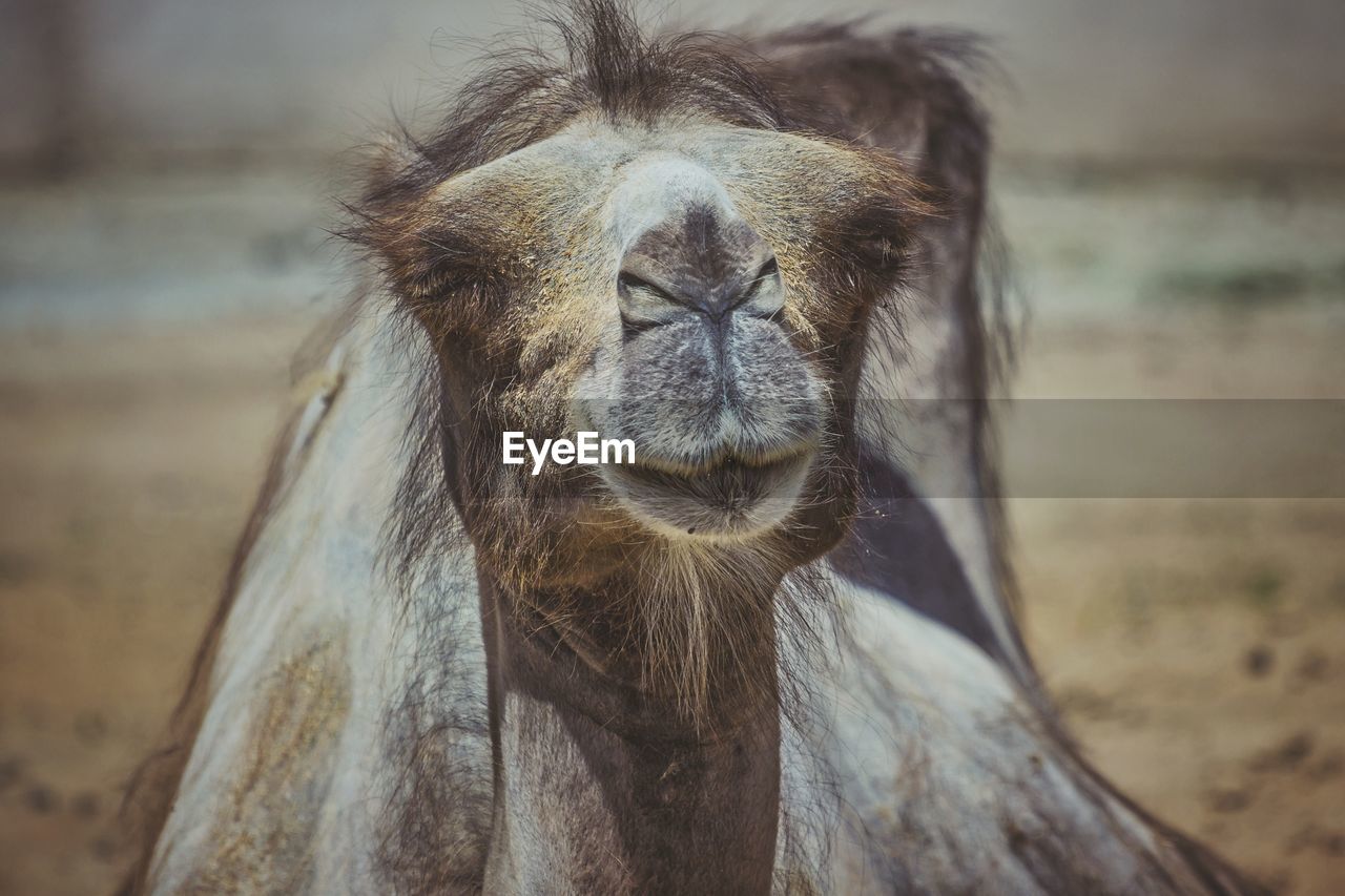 Close-up of a camel