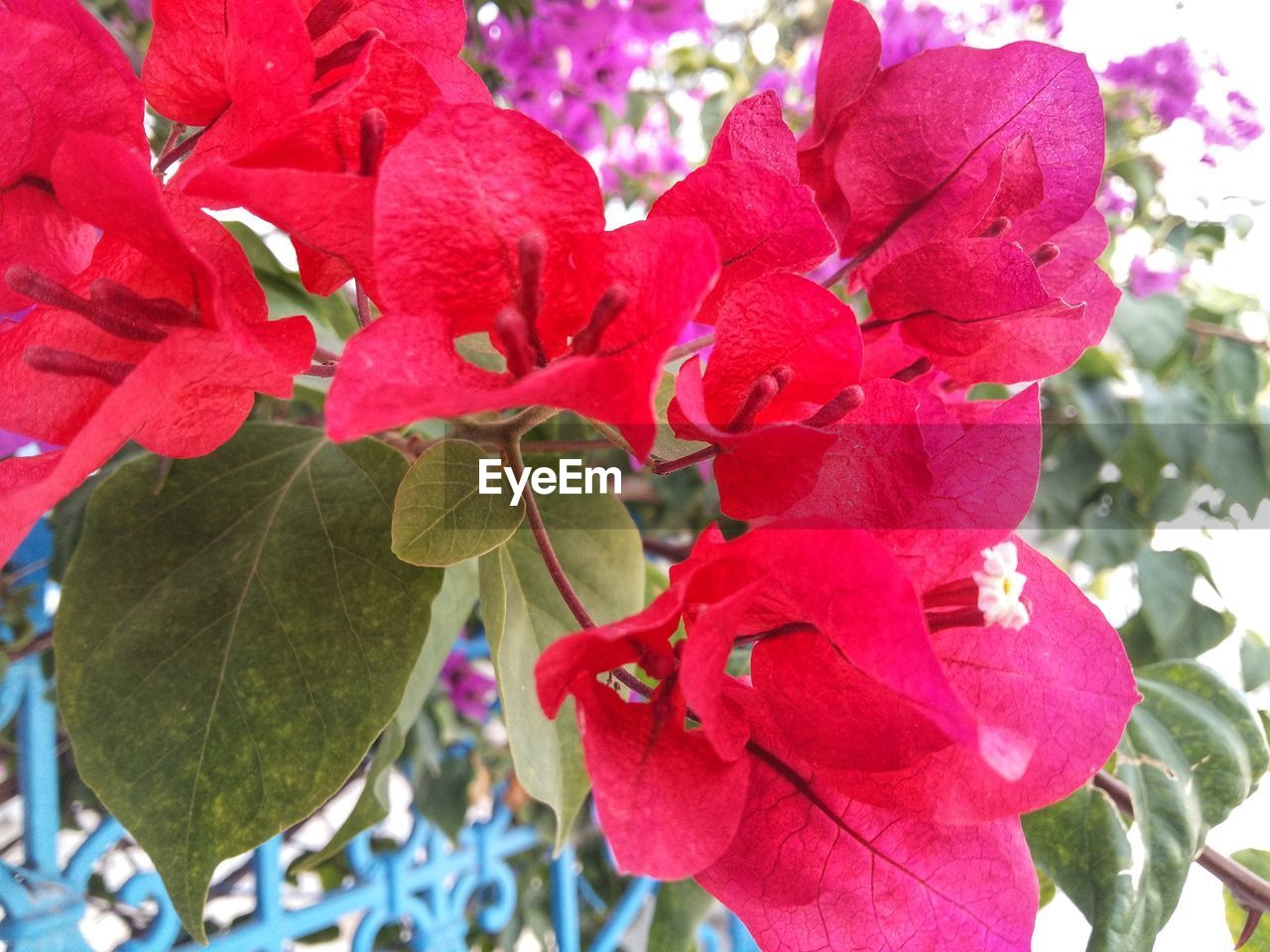 CLOSE-UP OF RED ROSE BLOOMING OUTDOORS